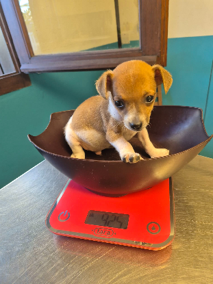Adopter Fedor