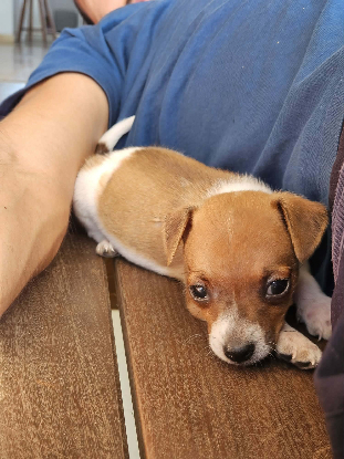 Adopter Fedor