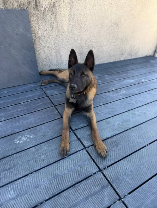 Adopter Ares