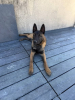 Ares