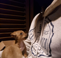 Adopter  chien : Zoe