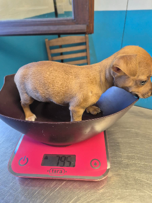 Adopter Zoe