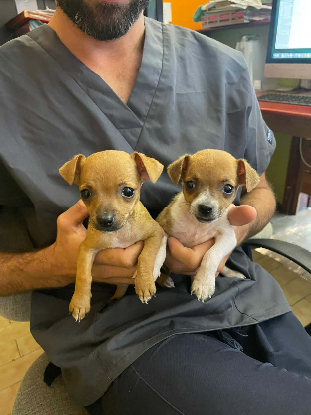 Adoption Zoe