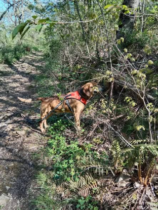 Adopter Bandi