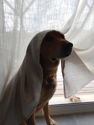 Adopter Bandi