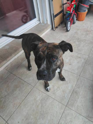 Adopter Leika