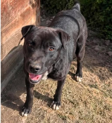 Adopter Malo