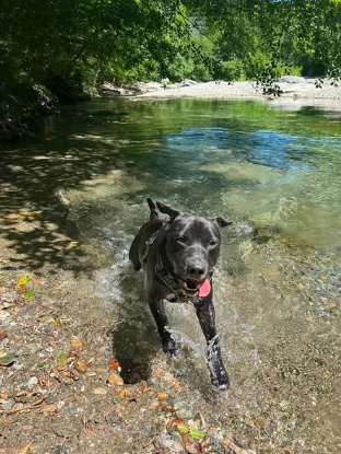 Adopter Malo