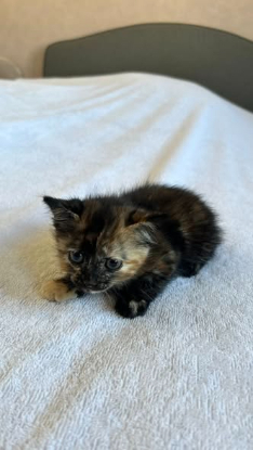 Adopter Bastet