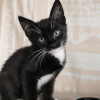 Oreo