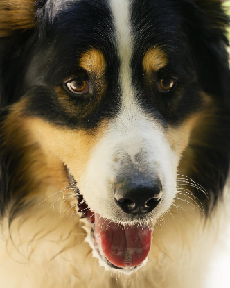 Adopter Newton