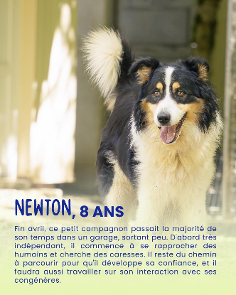 Adopter Newton