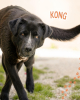 Kong