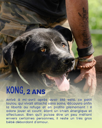 Adopter Kong