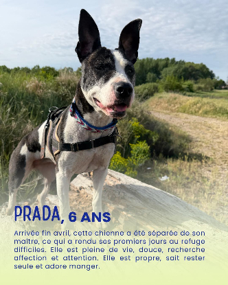 Adopter Prada