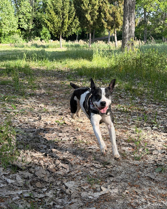 Adopter Prada