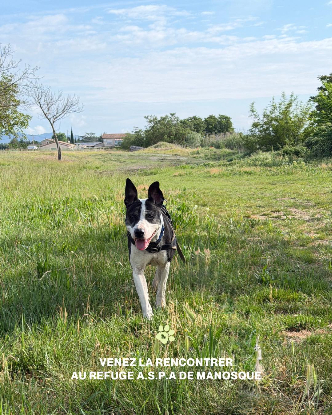 Adoption Prada