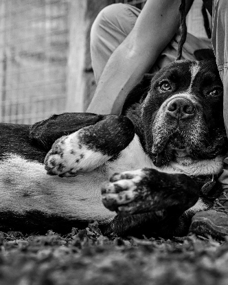 Adopter Mastock