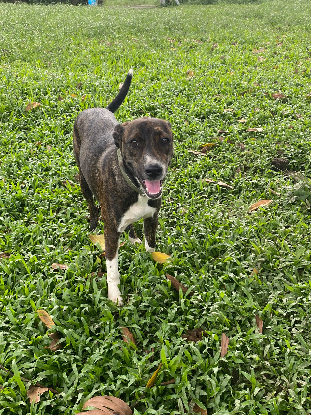 Adopter Mila