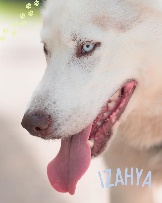 Adopter Izayah