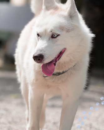 Adopter Izayah
