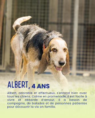 Adopter Albert