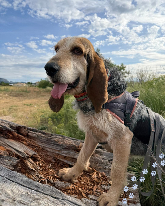 Adopter Albert