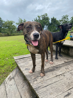 Adopter Canton