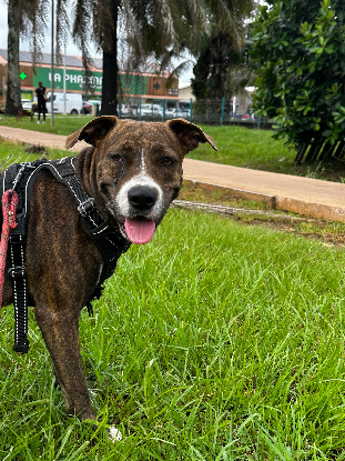 Adopter Canton