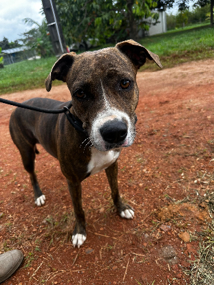 Adopter Canton