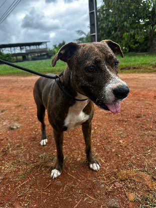 Adoption Canton