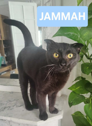 Adopter Jammah a avec un chat déj