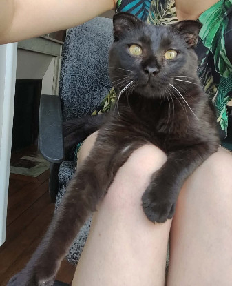 Adopter Jammah a avec un chat déj