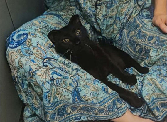 Adopter Jammah a avec un chat déj