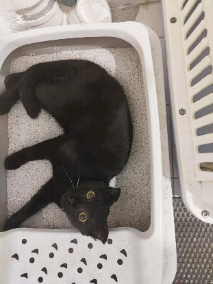Adoption Jammah a avec un chat déj