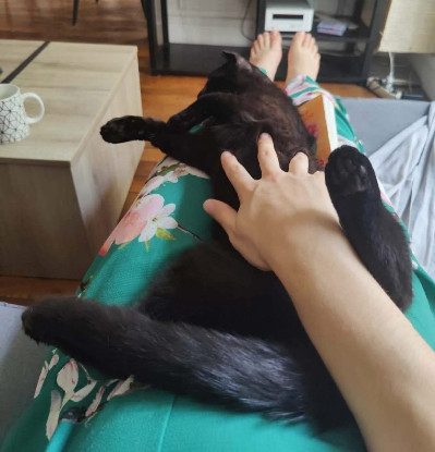 Adoption Jammah a avec un chat déj