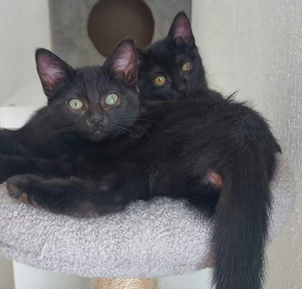 Adoption Betty