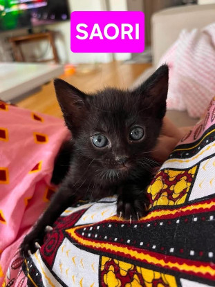 Adopter Saori