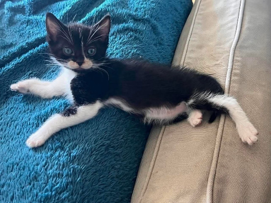 Adoption Shiryu