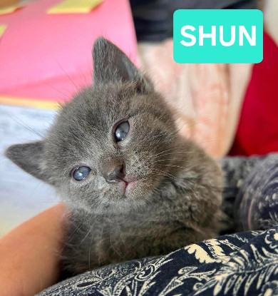 Adopter Shun