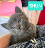 Shun