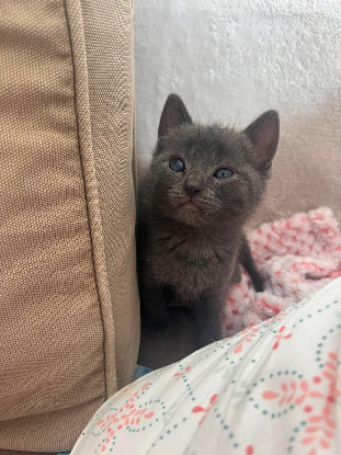 Adoption Shun