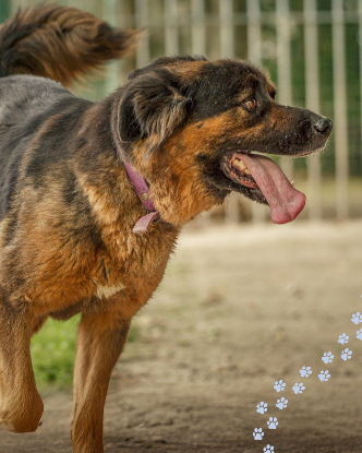 Adopter Gerda