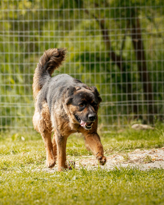 Adopter Gerda