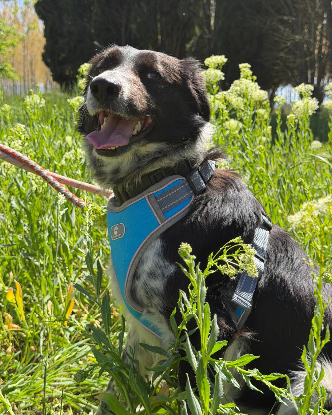 Adopter Kezia