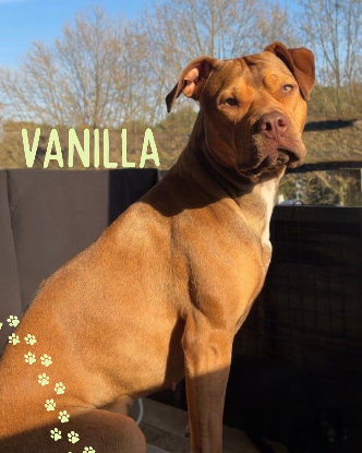 Adopter Vanilla