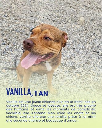 Adopter Vanilla