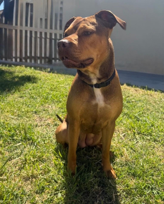 Adopter Vanilla
