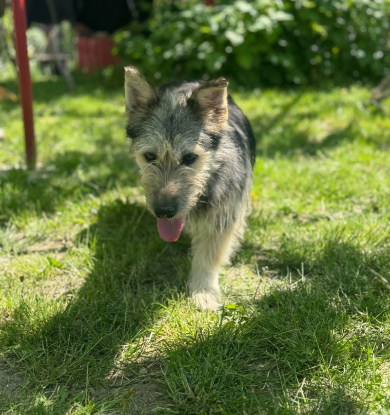 Adopter Frimousse