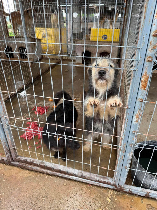 Adopter Frimousse